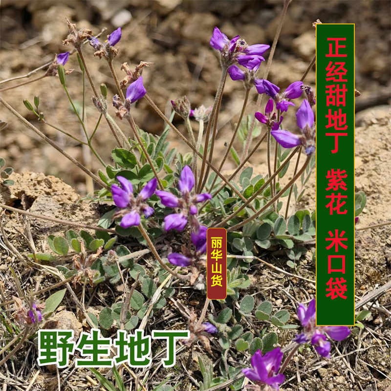 紫花甜地丁米口袋新鲜野生全国发货批发中药材整棵晒