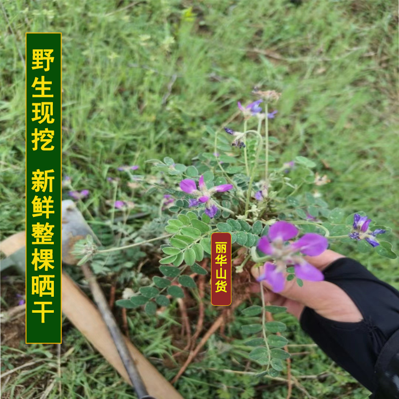 紫花甜地丁米口袋新鲜野生全国发货批发中药材整棵晒
