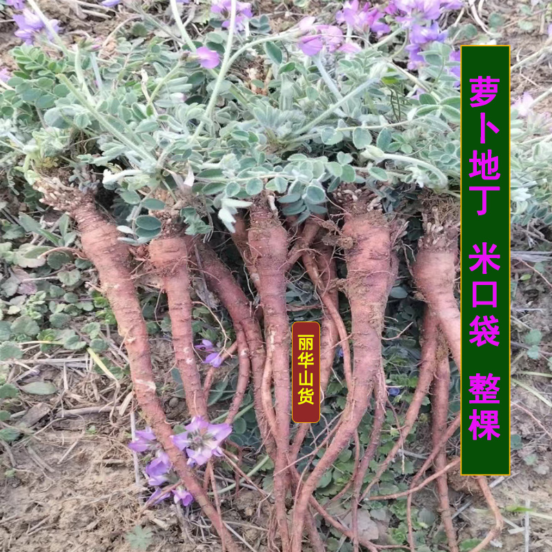 紫花甜地丁米口袋新鲜野生全国发货批发中药材整棵晒