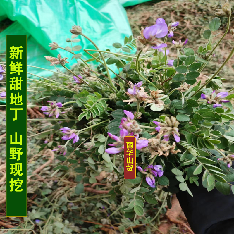 紫花甜地丁米口袋新鲜野生全国发货批发中药材整棵晒