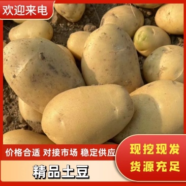 云南德宏希森土豆大量上市欢迎各位老板进店联系客视频看货