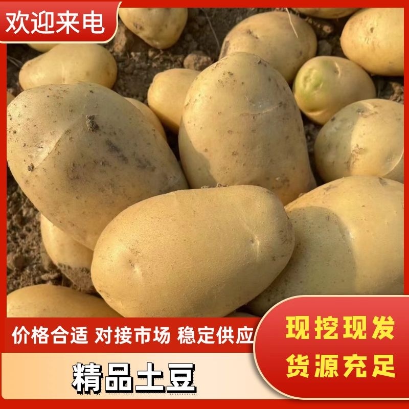 云南德宏希森土豆大量上市欢迎各位老板进店联系客视频看货