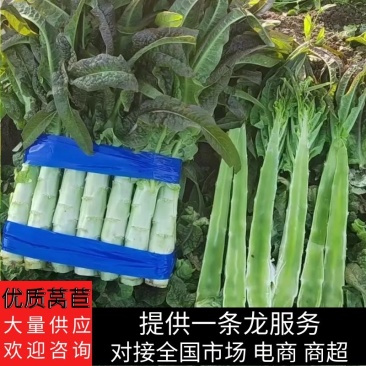 【莴苣】山东尖叶莴笋无空心大量供货品质有保证欢迎咨询