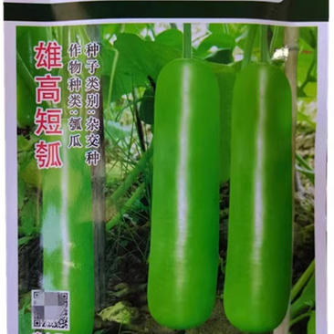 雄高短瓠瓜种子，早熟，翠绿如青玉，瓜条短粗，抗病，基地种