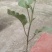 辣椒苗四川蔬菜苗产地直发螺丝椒苗保质保量云贵川优先发货
