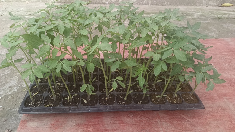 辣椒苗四川蔬菜苗产地直发螺丝椒苗保质保量云贵川优先发货