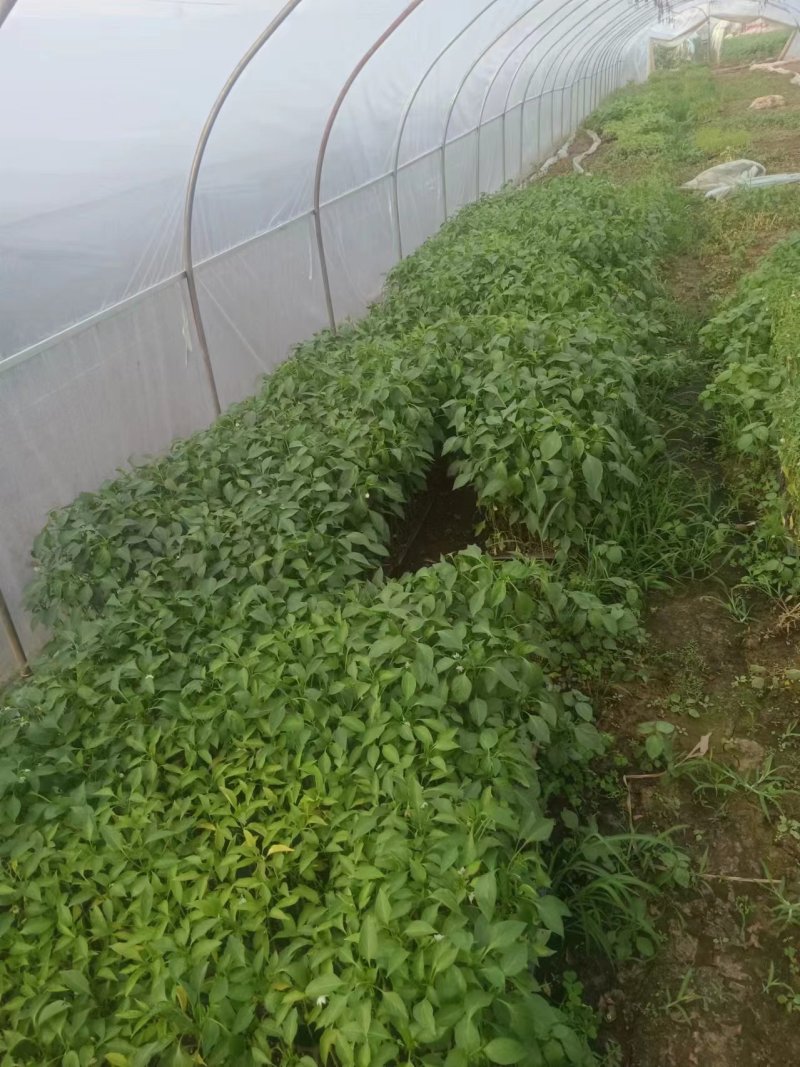 辣椒苗四川蔬菜苗产地直发螺丝椒苗保质保量云贵川优先发货