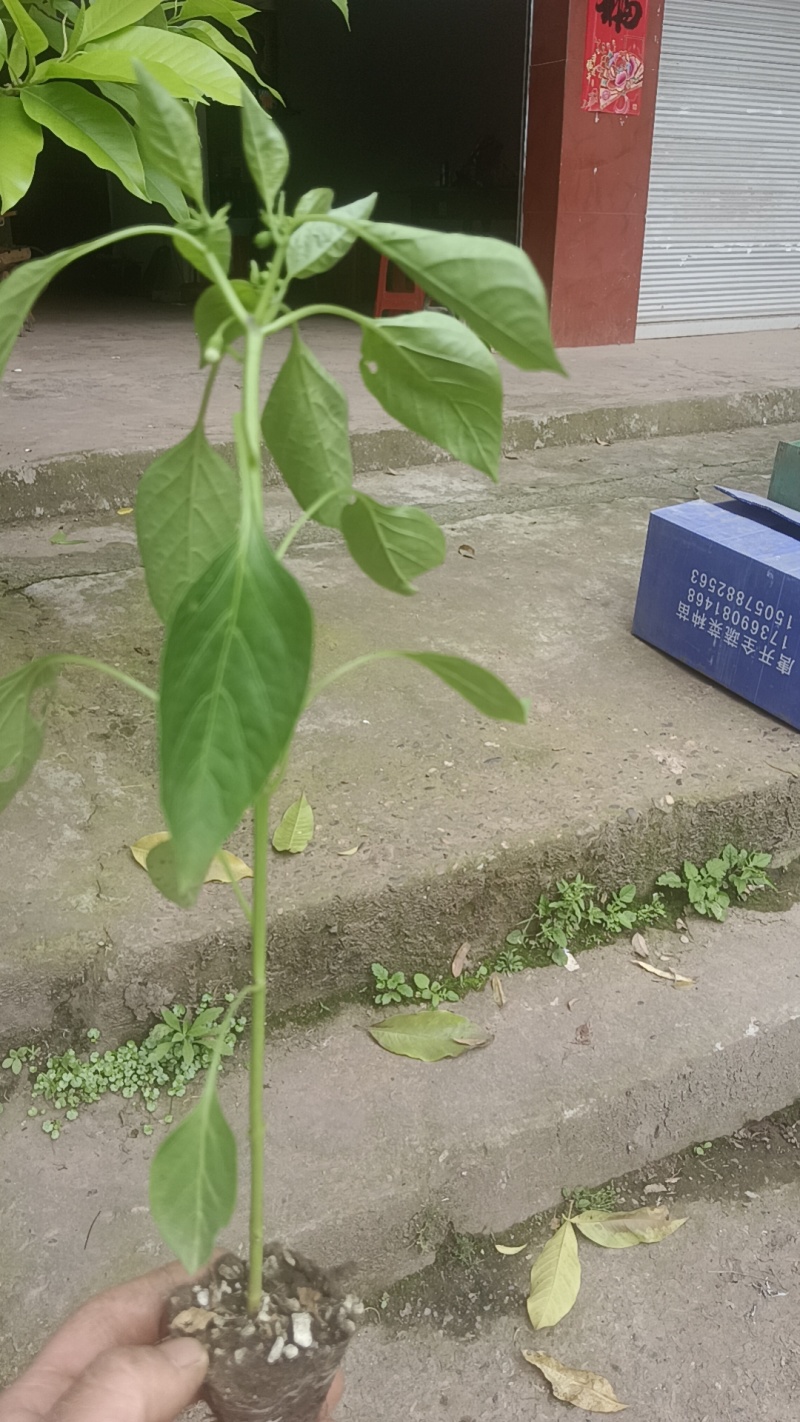 辣椒苗四川蔬菜苗产地直发螺丝椒苗保质保量云贵川优先发货