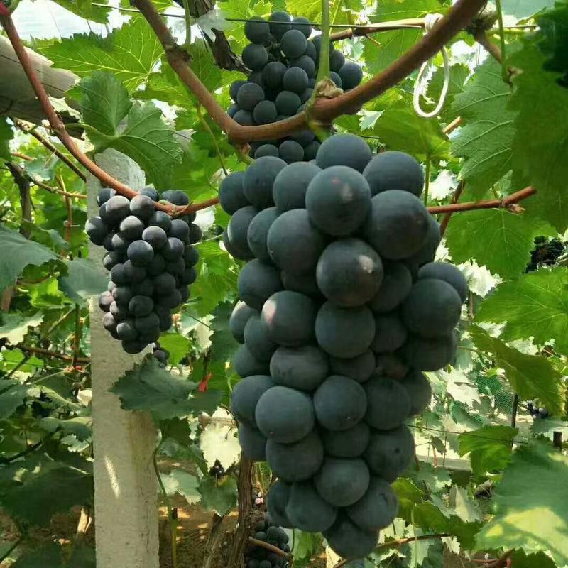 浙江夏黑葡萄大量上市产地直供质量有保证全国发货