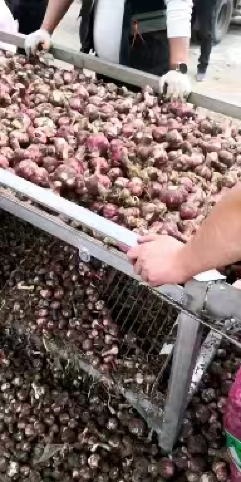 【精】大蒜河南新大蒜紫皮蒜-辣味十足-品质保障-回购超高