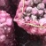 【精选】大蒜河南新大蒜紫皮蒜-辣味十足-品质保障-回购超高