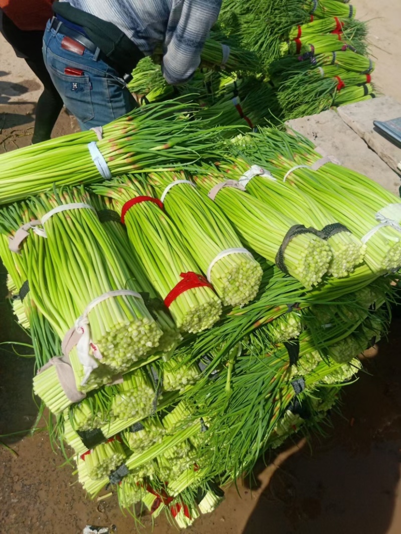 红帽中牟早熟红帽蒜薹大量上市中质量好薹长电商货精品货