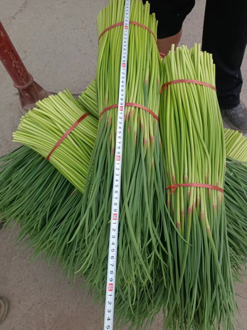 中牟早熟小红帽蒜薹大量上市中，大把，精加工小把蒜薹，