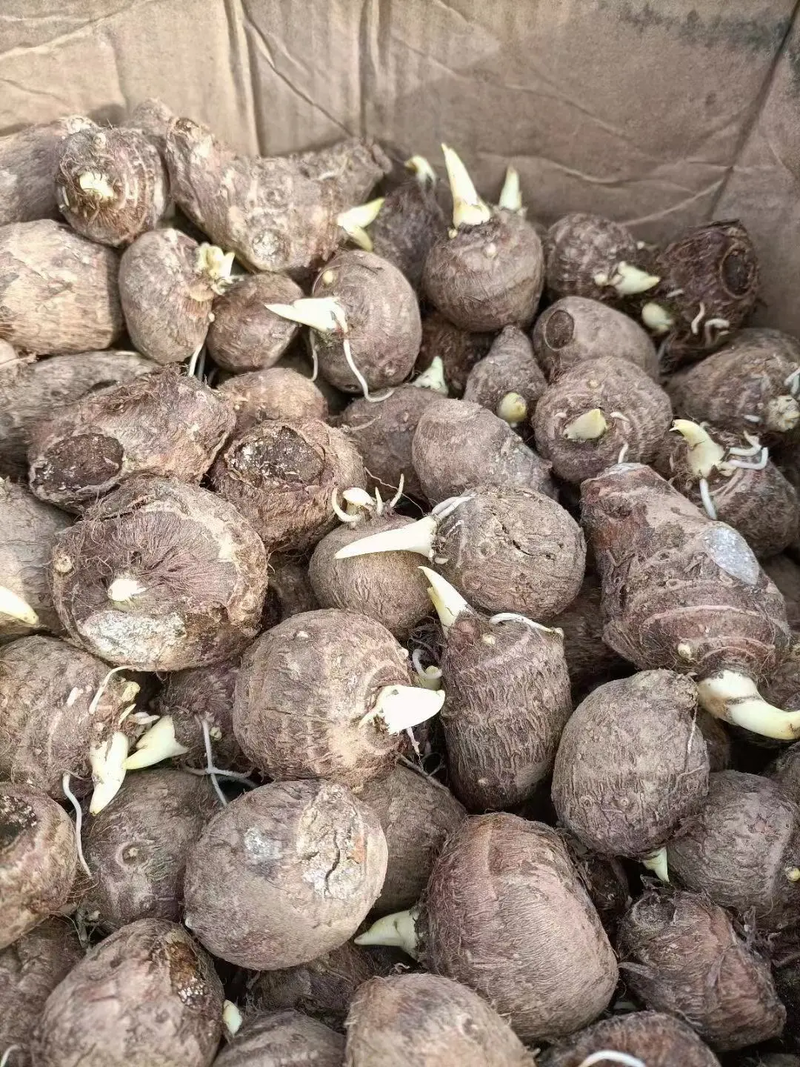 山东芋头种子8520芋头种子产地批发芋头供应商