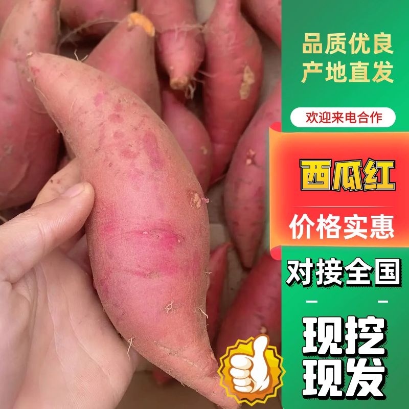 【实力】红薯精品西瓜红河北蜜薯看货定价质量保证
