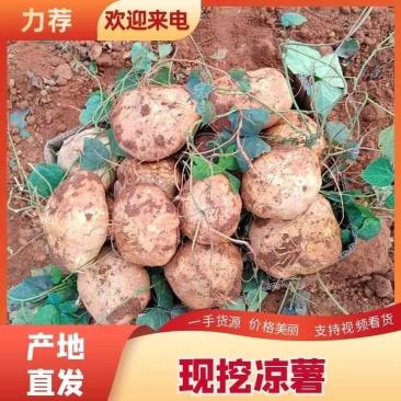 【实力】广东凉薯雷州凉薯凉瓜地瓜产地直发诚信经营