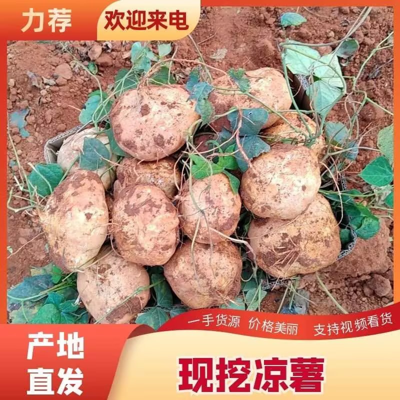 【实力】广东凉薯雷州凉薯凉瓜地瓜产地直发诚信经营