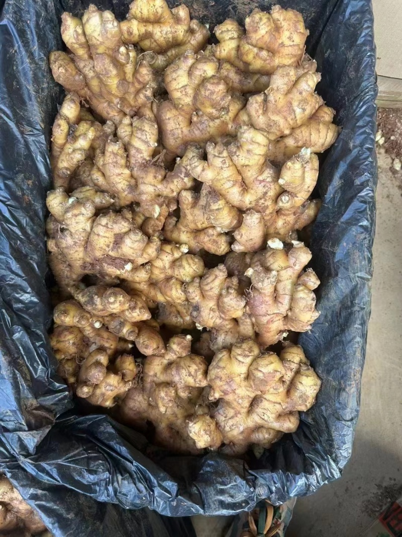 山东小黄姜生姜新鲜现挖带泥发货全国发货货源充足