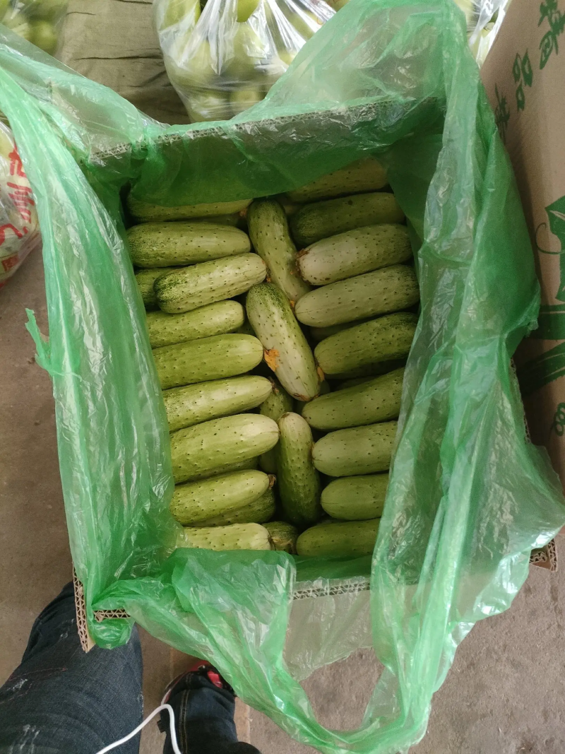 旱黄瓜，小黄瓜产地直发保质保量诚信商家
