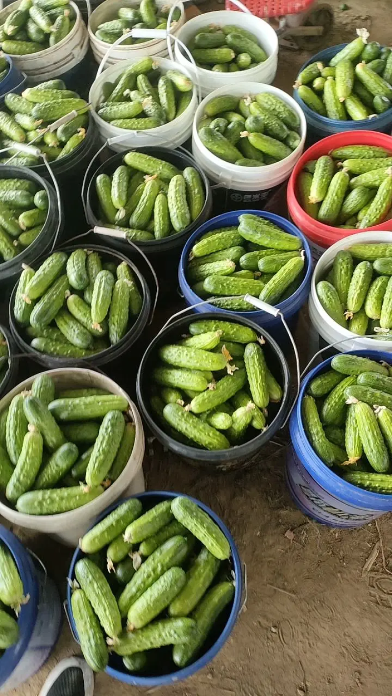 旱黄瓜，小黄瓜产地直发保质保量诚信商家