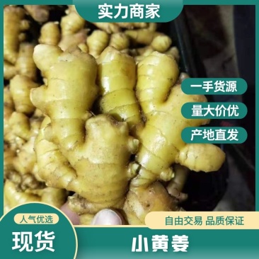 山东小黄姜生姜新鲜现挖带泥发货全国发货货源充足