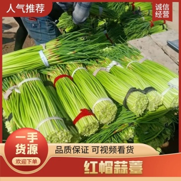 红帽中牟早熟红帽蒜薹大量上市中质量好薹长电商货精品货