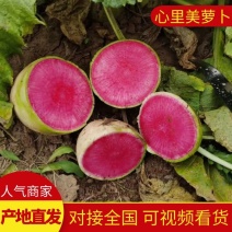 【萝卜】心里美萝卜山东萝卜大量供应产地直发欢迎咨询