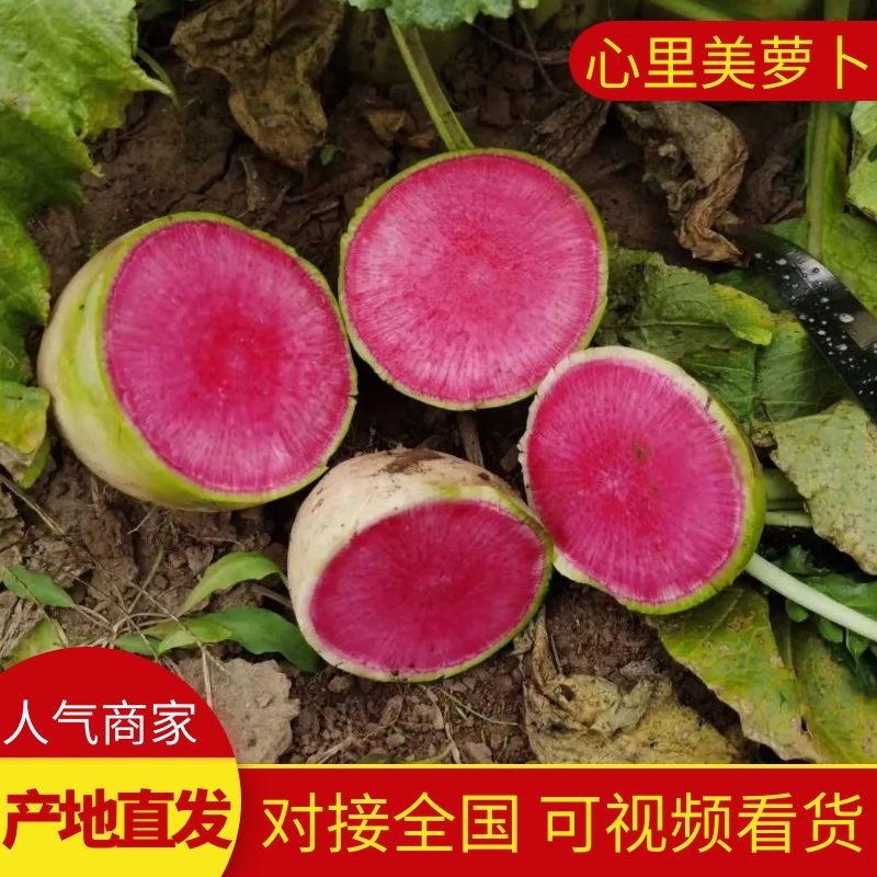【萝卜】心里美萝卜山东萝卜大量供应产地直发欢迎咨询