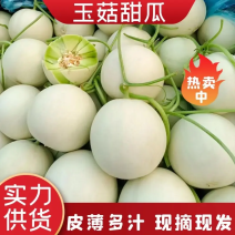 山东玉菇甜瓜头茬玉菇对接商超社区团购大型批发市场