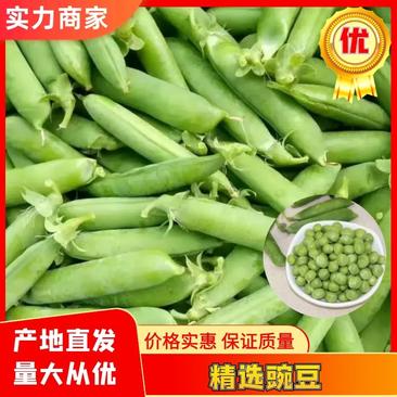 陕西汉中豌豆青豌豆大量供应中现采先发对接商超市场等