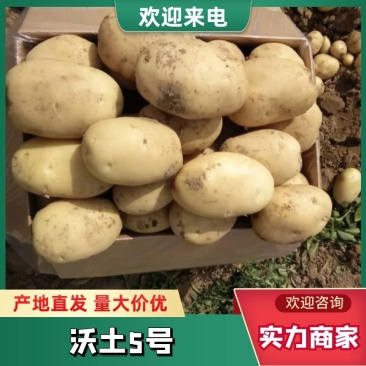 精品土豆汉中土豆沃土5号产地直供量大优惠按需包装