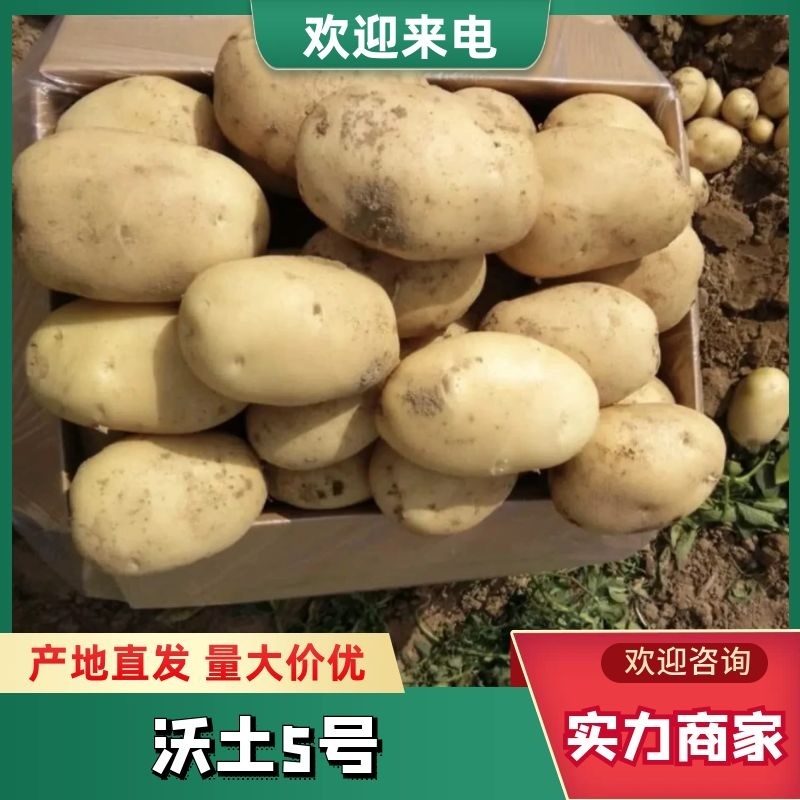 精品土豆汉中土豆沃土5号产地直供量大优惠按需包装