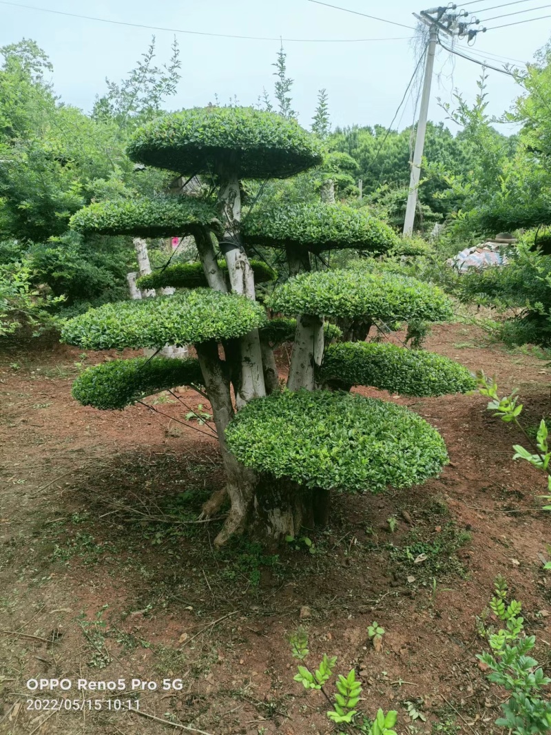 精品白蜡优质盆景绿化苗木，树形优美，打理简单易存活