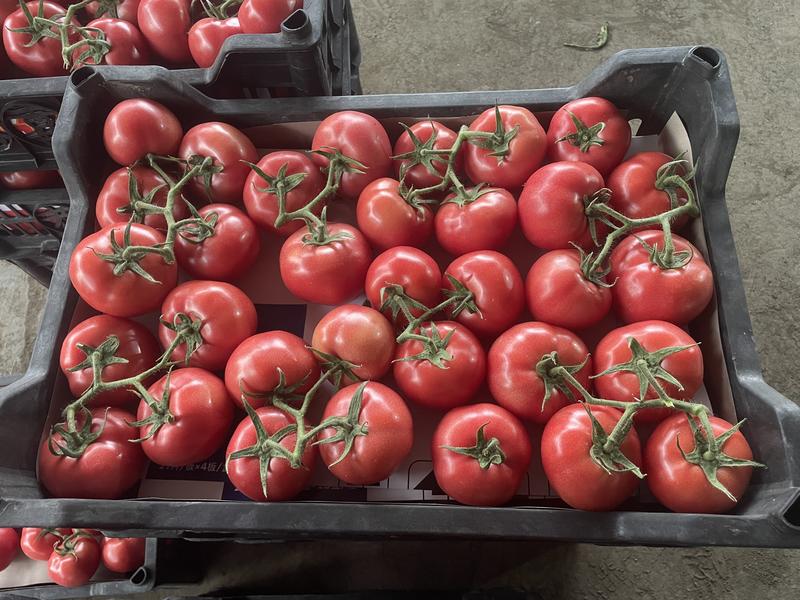【硬粉西红柿】江苏西红柿产地直发自然成熟对接全国市场