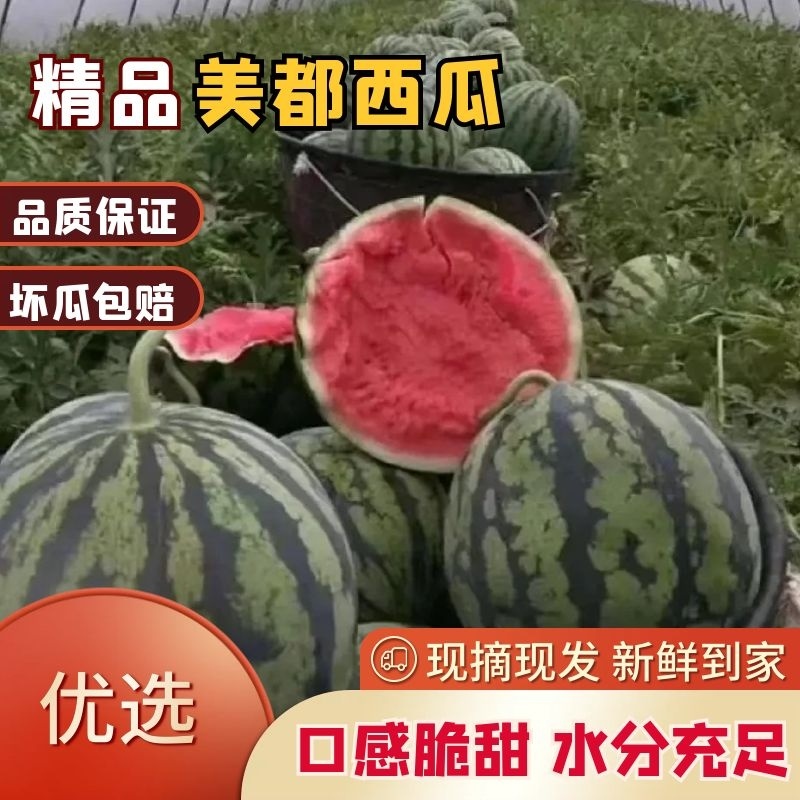 夏邑美都西瓜，头茬无籽，河南西瓜河南商丘麒麟西瓜