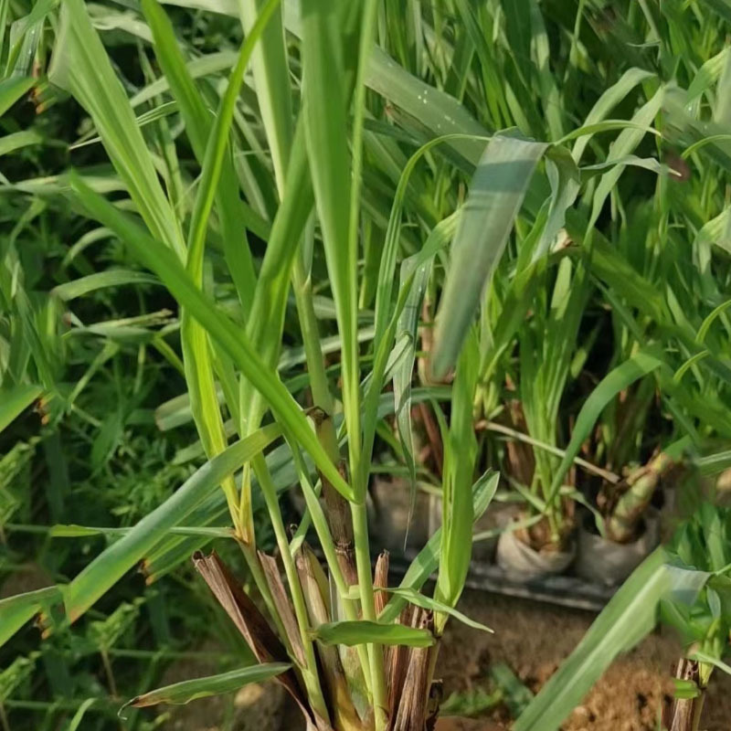 柠檬草种子种苗食用香草配料香茅传家宝可留种室内阳台盆