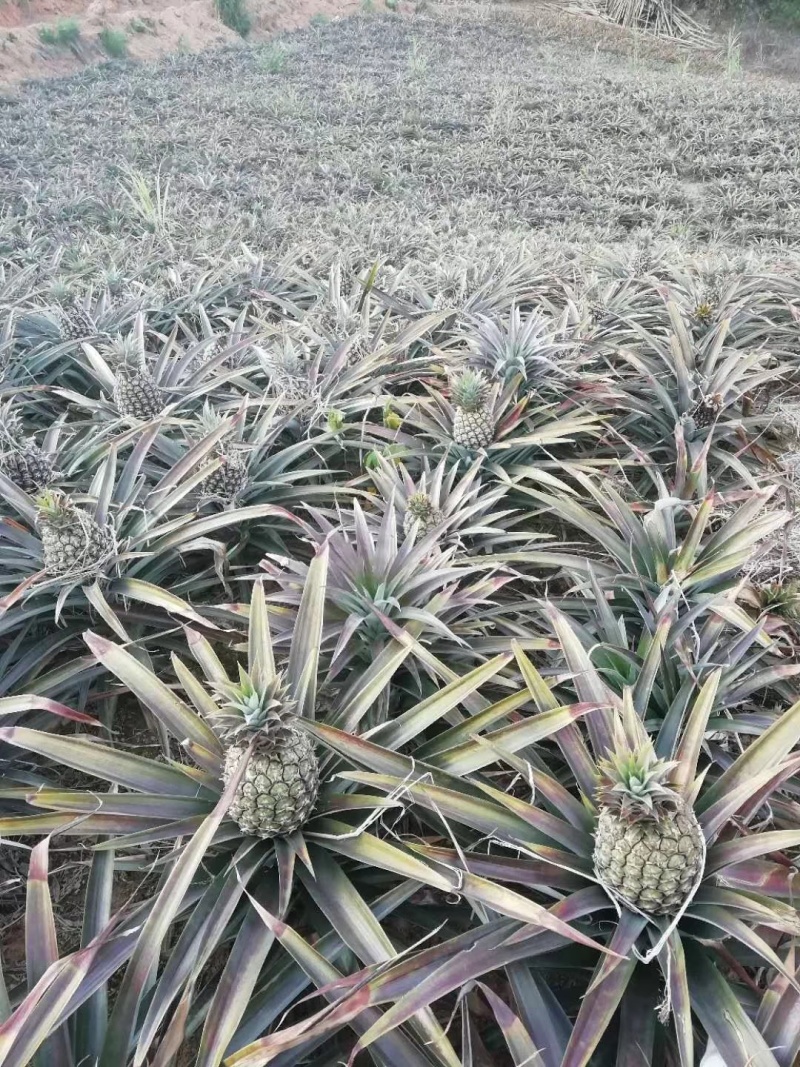 全年供应云南芒市菠萝无眼金钻凤梨全年供应一件代发社区团购