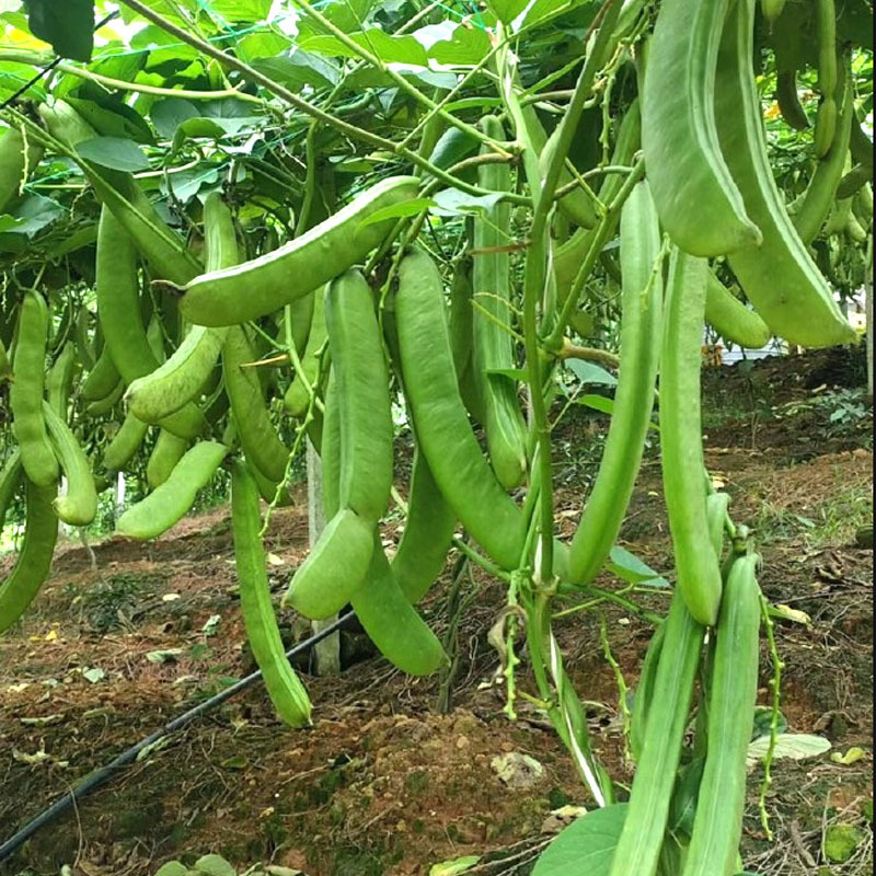 绿宝刀豆种子扁种籽宽扁四季豆荚翠绿厚肉耐高温高产
