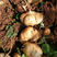 水果地瓜牧马山种籽早熟高产凉薯种子沙葛凉瓜土瓜种