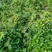 八月瓜苗野生紫色八月瓜苗改良品种基地种植