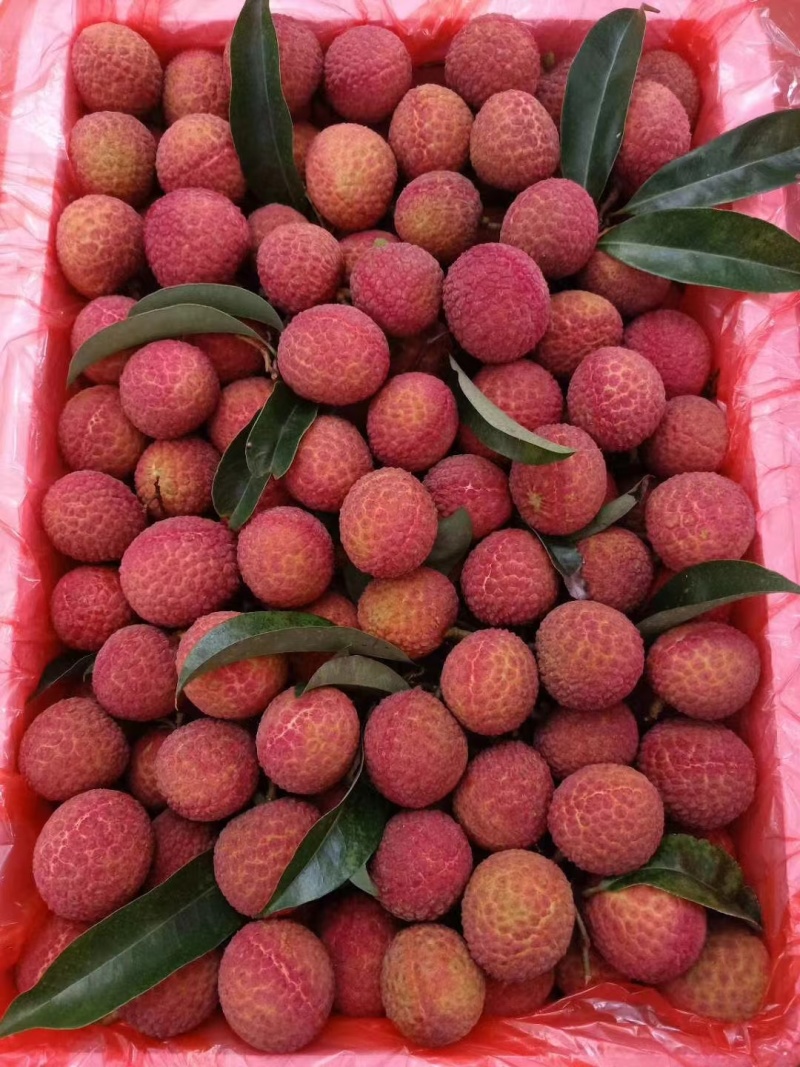 【精品荔枝】广东阳西玉荷包荔枝皮薄汁甜个头大质量保障