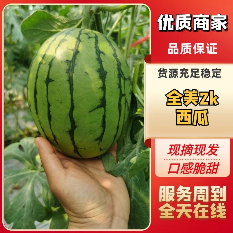 吊瓜河南周口小吊瓜西瓜大量上市中品质保障视频看货
