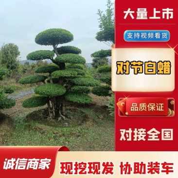 精品对节白蜡价格优惠货量充足样式繁多欢迎联系