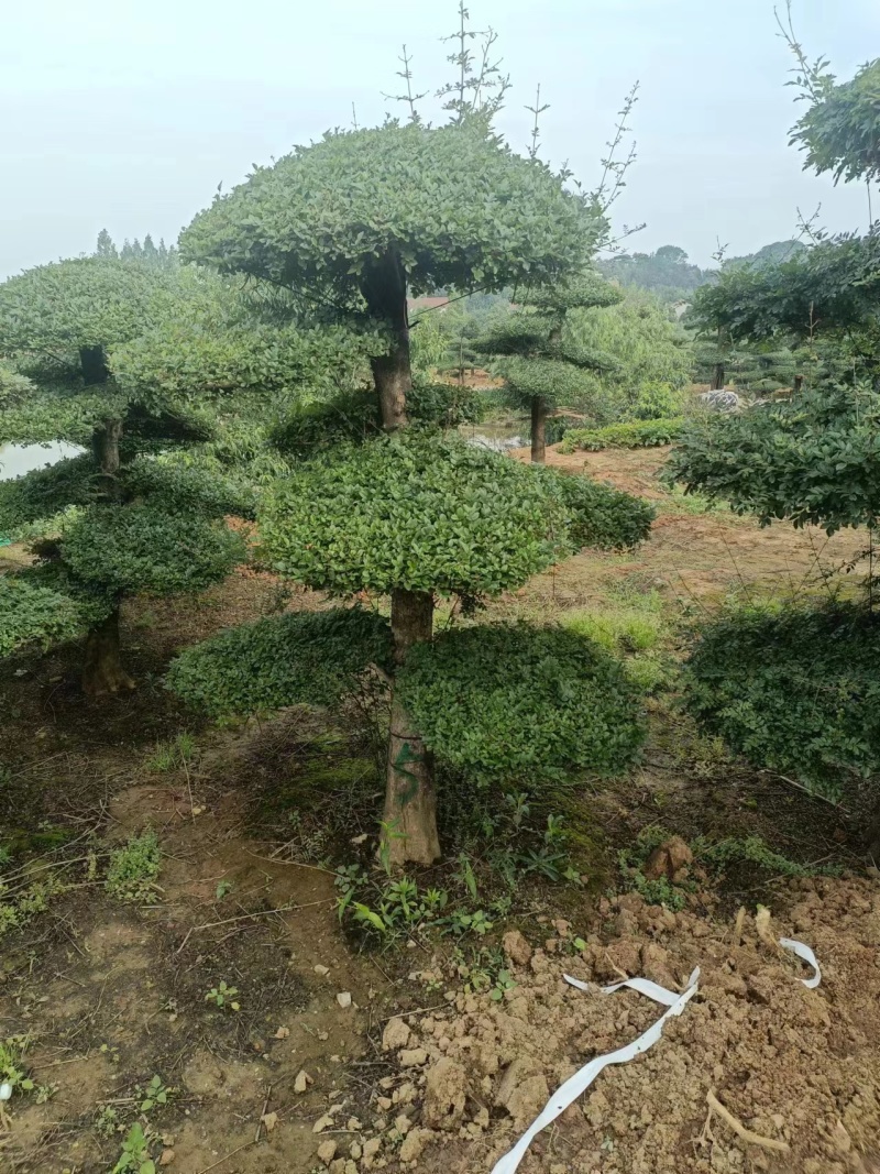 精品对节白蜡价格优惠货量充足样式繁多欢迎联系