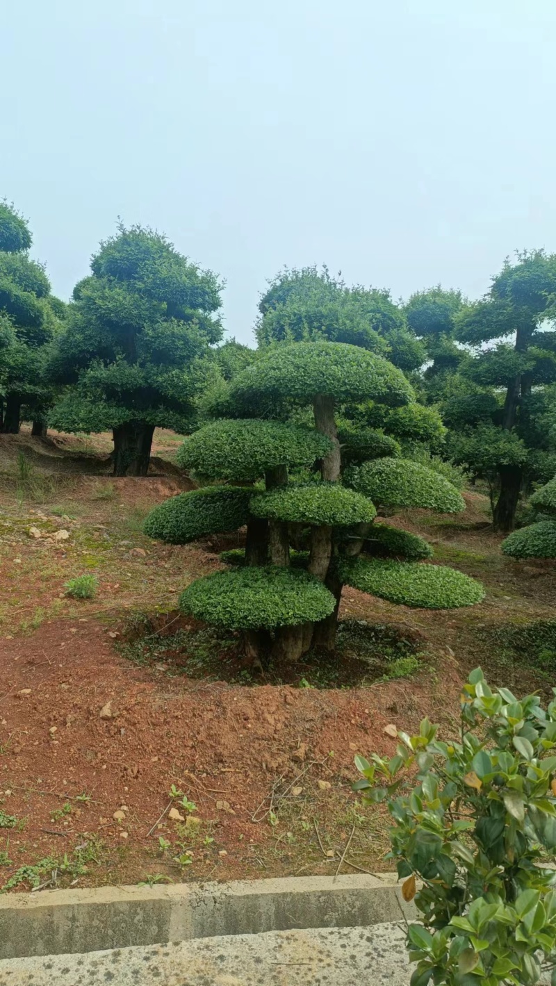 精品对节白蜡价格优惠货量充足样式繁多欢迎联系