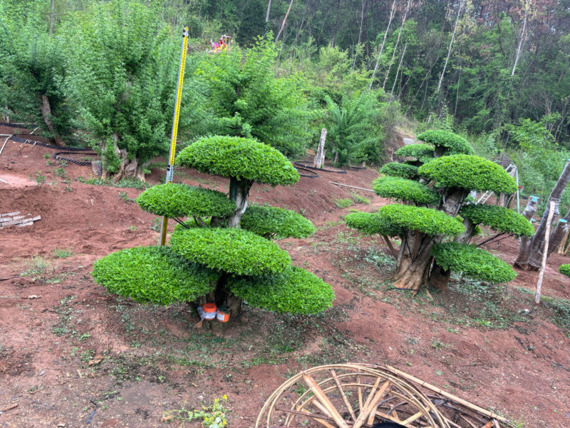 精品对节白蜡价格优惠货量充足样式繁多欢迎联系