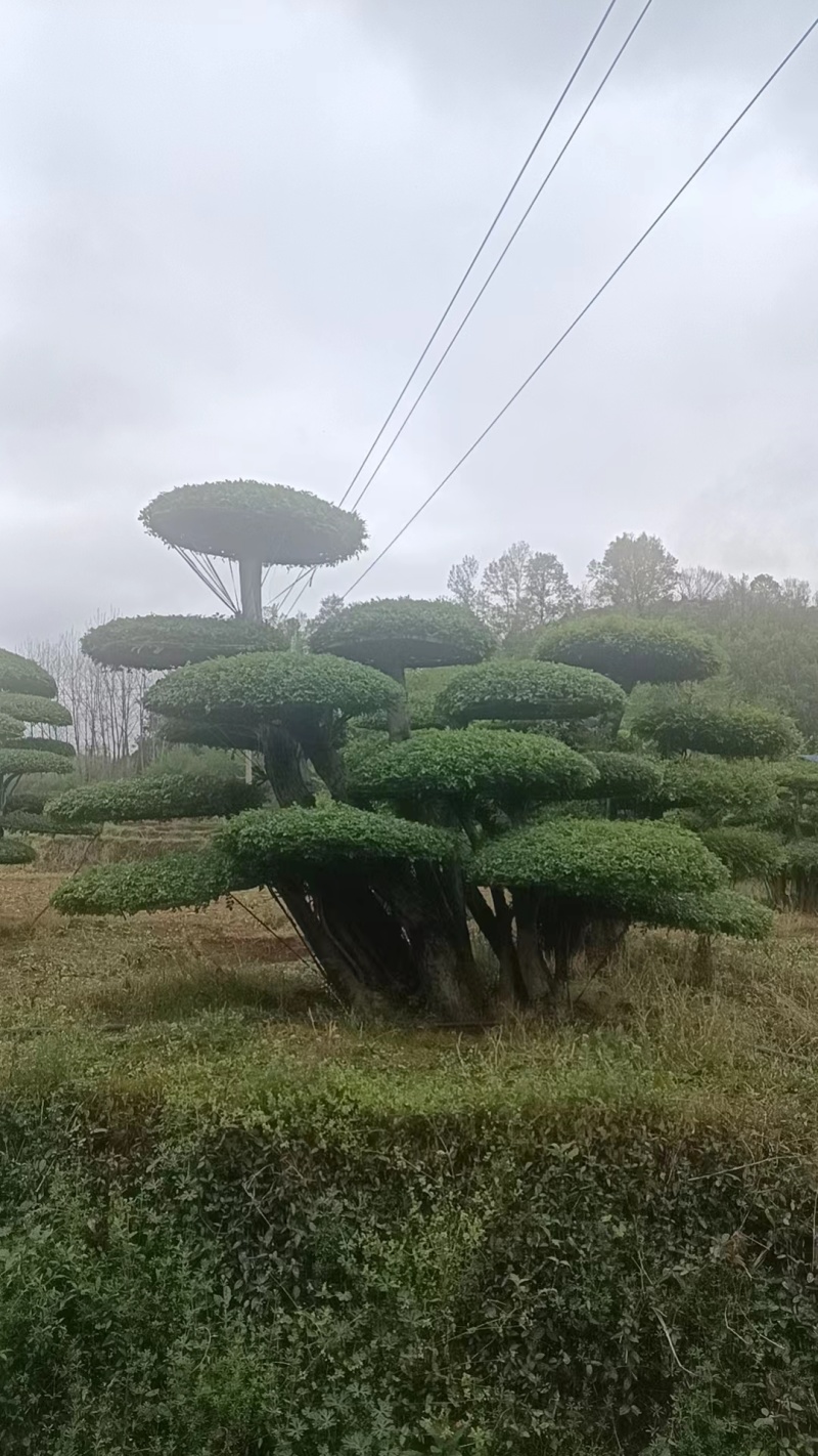 精品对节白蜡价格优惠货量充足样式繁多欢迎联系
