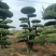 对节白蜡树形优美，易存活，绿化、美化、净化树种优选