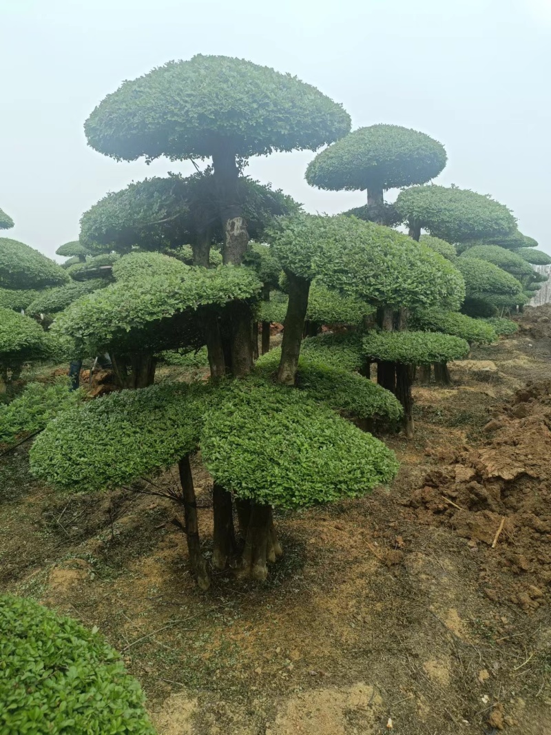 对节白蜡树形优美，易存活，绿化、美化、净化树种优选