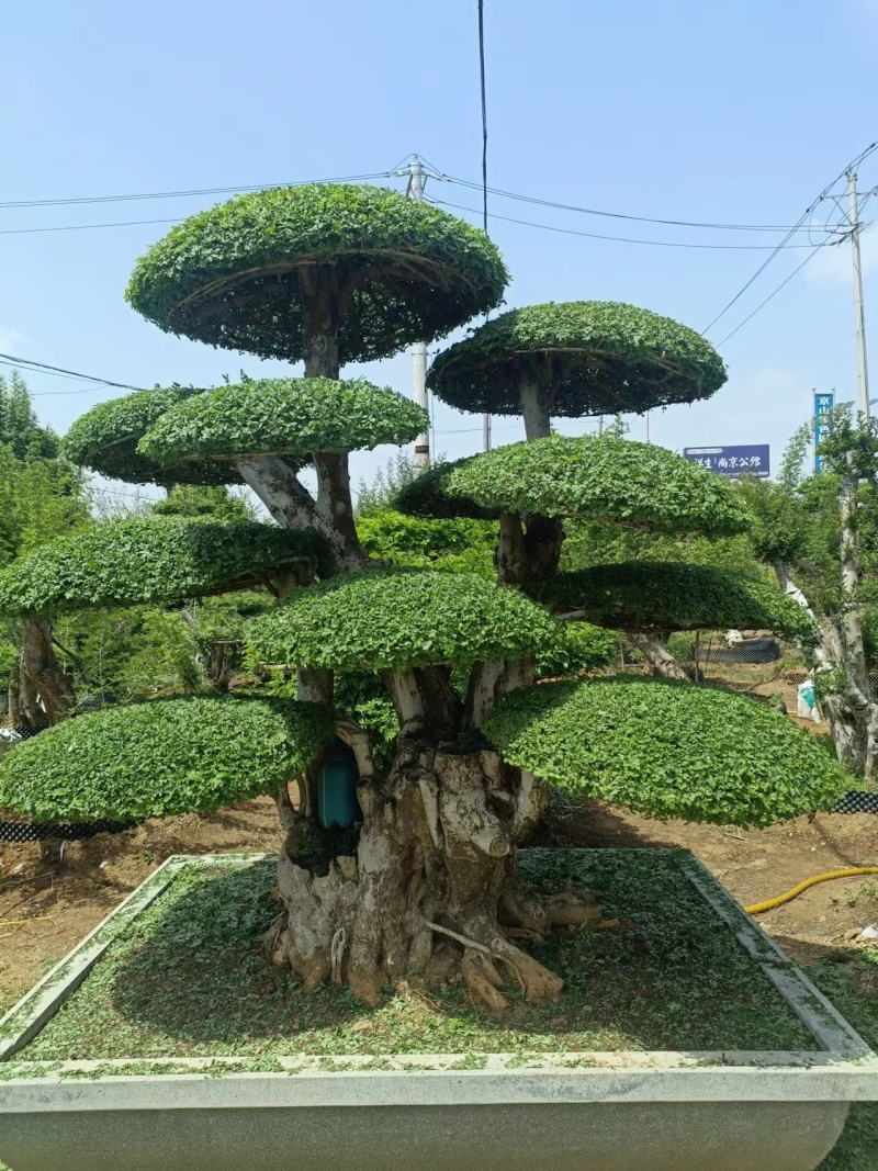 对节白蜡树形优美，易存活，绿化、美化、净化树种优选